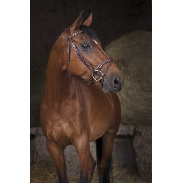 Briglia Norton Pro Combinata Avana Marrone