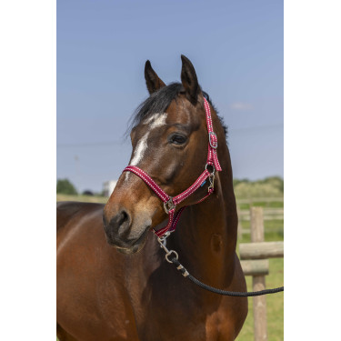 Capezzina Norton Grooming Bordeaux