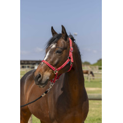 Capezzina Norton Grooming Rosso
