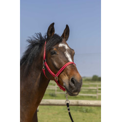 Capezzina Norton Grooming Rosso