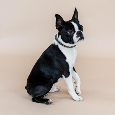 Collare per cane Triangle Kentucky Marrone