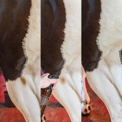 Smacchiatore macchie verdi e polvere Mandorla Grooming Deluxe by Kentucky