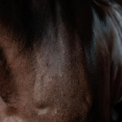 Gel super brillante Grooming Deluxe by Kentucky