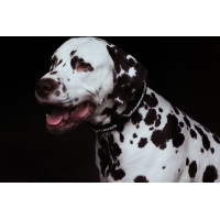 Collare per cane Equestrian Stockholm con strass Champagne Beige