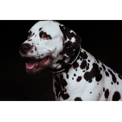 Collare per cane Equestrian Stockholm con strass Nero edizione