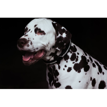 Collare per cane Equestrian Stockholm con strass Nero edizione