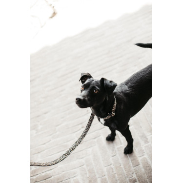 Guinzaglio per cane Leopard Kentucky Verde abete