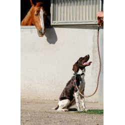 Guinzaglio per cane con manico EQUITHÈME - Haspen Nero / manico arancione