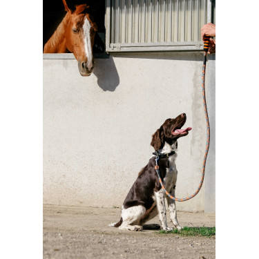 Guinzaglio per cane con manico EQUITHÈME - Haspen Nero / manico arancione Guinzaglio per cane con manico EQUITHÈME - Haspen Nero / manico arancione
