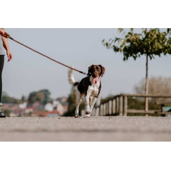 Guinzaglio per cane con manico EQUITHÈME - Haspen Nero / manico arancione
