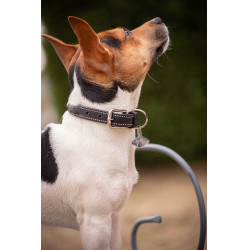 Collare per cane Pénélope Olie Avana Marrone
