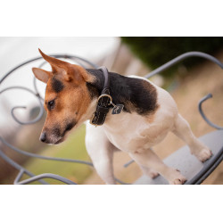 Collare per cane Pénélope Olie Avana Marrone
