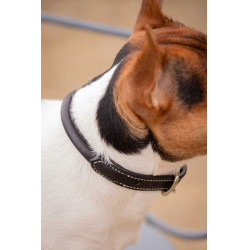 Collare per cane Pénélope Olie Avana Marrone