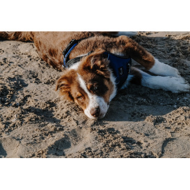 Imbracatura per cani RIDING WORLD - Simba Marina Blu marino