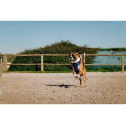 Imbracatura per cani RIDING WORLD - Simba Marina Blu marino