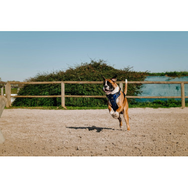 Imbracatura per cani RIDING WORLD - Simba Marina Blu marino