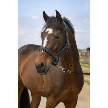 Capestro Equithème Nylon Strass Verde Capestro Equithème Nylon Strass Verde