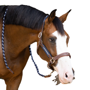 Capestro Antares stressless granato Malto