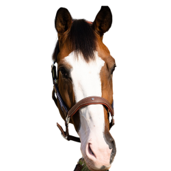 Capestro Antares stressless granato Malto