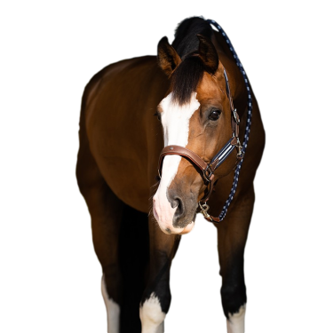 Capestro Antares stressless granato Malto