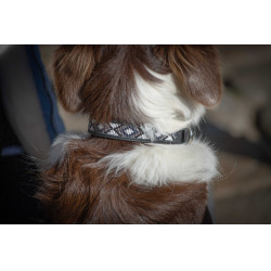 Collare per cane Pénélope Pearl