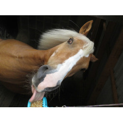 Pietra da leccare Likit