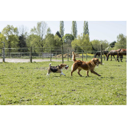 Collare in pelle Diego & Louna per cane Naturale Marrone