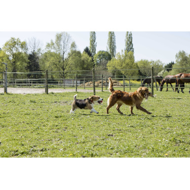 Collare in pelle Diego & Louna per cane Naturale Marrone