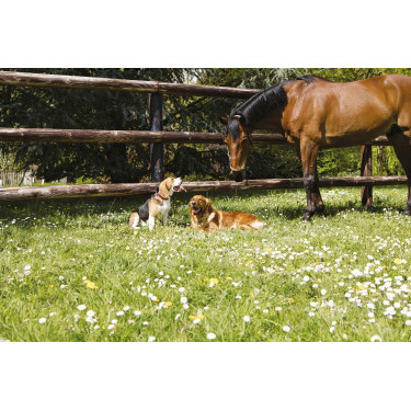 Collare in pelle Diego & Louna per cane Naturale Marrone