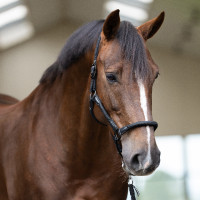 Capezzina Imperial Riding Laura Nero