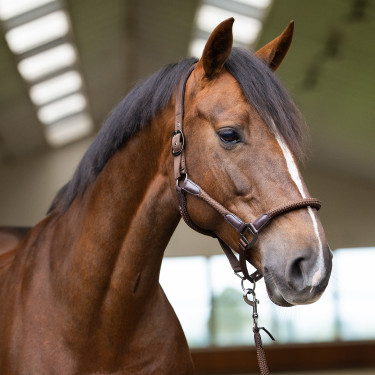Capezzina Imperial Riding Laura Cioccolato Marrone Capezzina Imperial Riding Laura Cioccolato Marrone