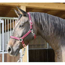 Capestro Mustang Covalliero Capestro Mustang Covalliero