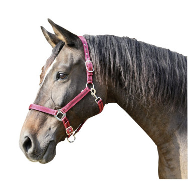 Capestro Mustang Covalliero Capestro Mustang Covalliero