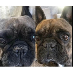 Balsamo per tartufo Nellumbo per cani e gatti