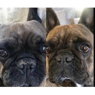 Balsamo per tartufo Nellumbo per cani e gatti