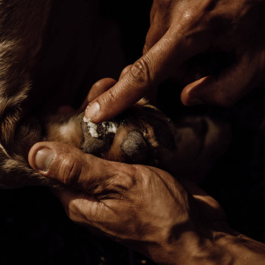 Balsamo per cuscinetti Nellumbo per cani e gatti