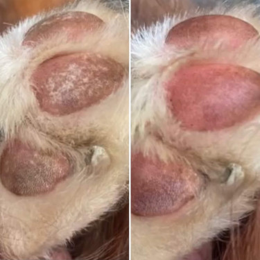 Balsamo per cuscinetti Nellumbo per cani e gatti
