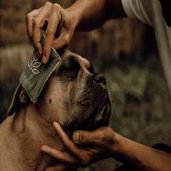 Lozione detergente Nellumbo per cani e gatti