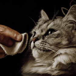 Lozione detergente Nellumbo per cani e gatti