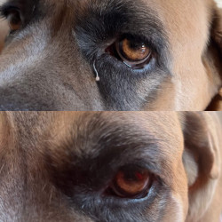 Lozione detergente Nellumbo per cani e gatti