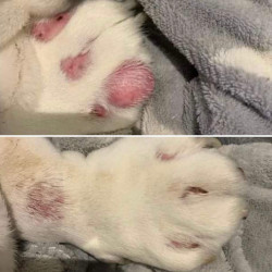Balsamo pelli sensibili Nellumbo cani e gatti