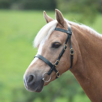Briglia da presentazione liscia Shires Velociti Gara Nero