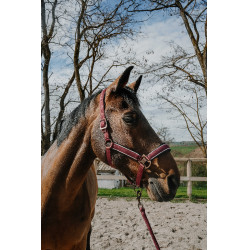 Capestro + lunghina Equithème Coco Capestro + lunghina Equithème Coco