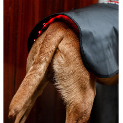 Cappotto LED terapeutico per cani Horseware | Equitazione