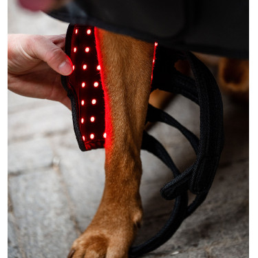 Ghette LED rosse per cane Horseware – terapia e benessere Ghette LED rosse per cane Horseware – terapia e benessere