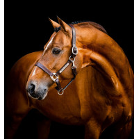 Capestro in cuoio Horseware Signature Marrone