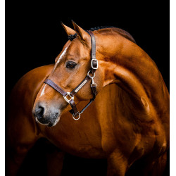 Capestro in cuoio Horseware Signature Marrone