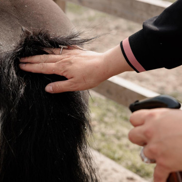 Spray lenitivo equitazione per prurito cavallo | Deluxe