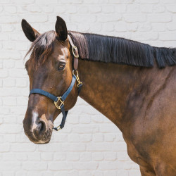 Capestro cavallo nylon Breakaway sicurezza Kentucky