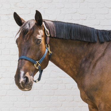 Capestro cavallo nylon Breakaway sicurezza Kentucky
